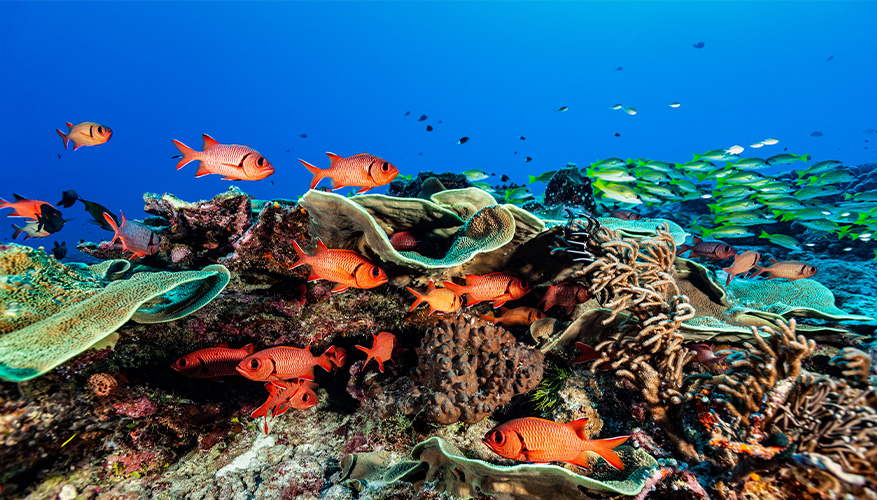 Marine Life, Palua