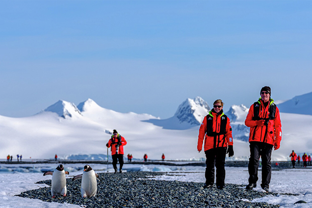 Penguins, Hurtigruten