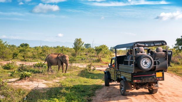 Africa Safari