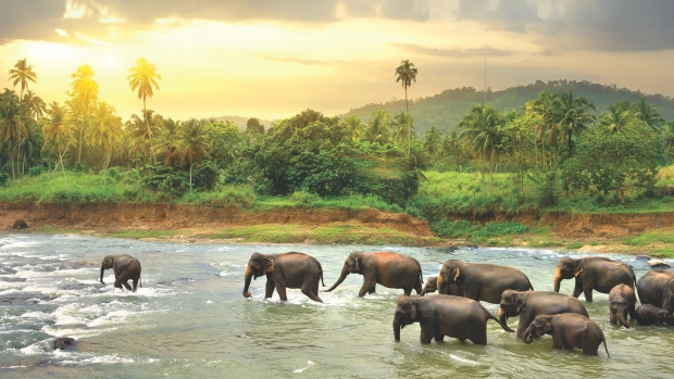 Wading elephants