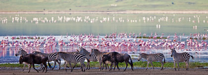 The best East African wildlife reserves