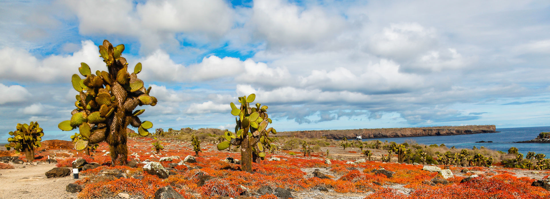 4 fascinating creatures to spot in the Galápagos