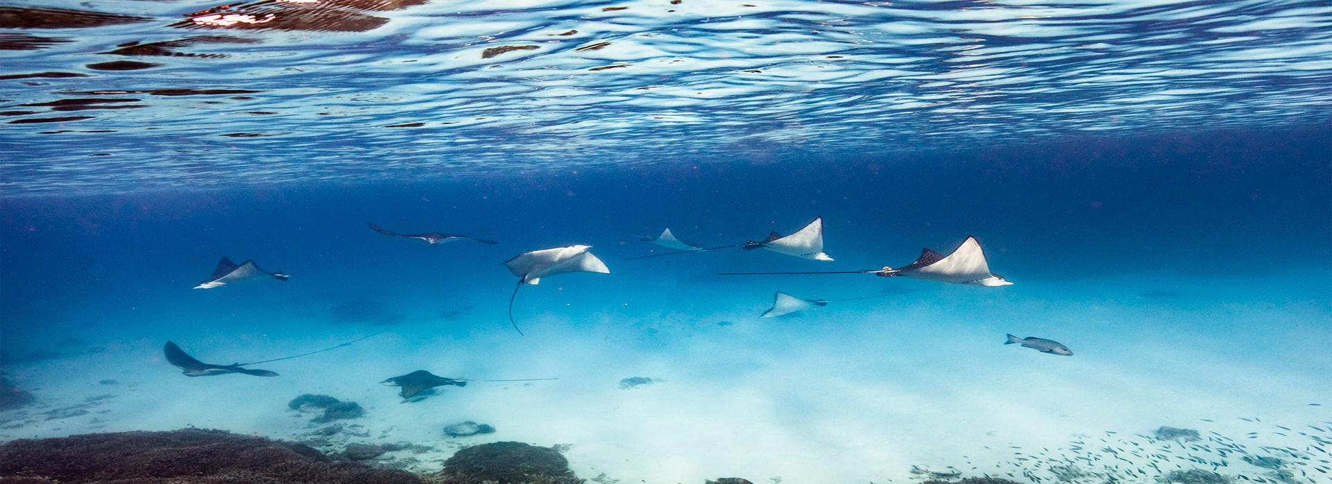 Top 3 Places to Swim with Sea Creatures in Australia