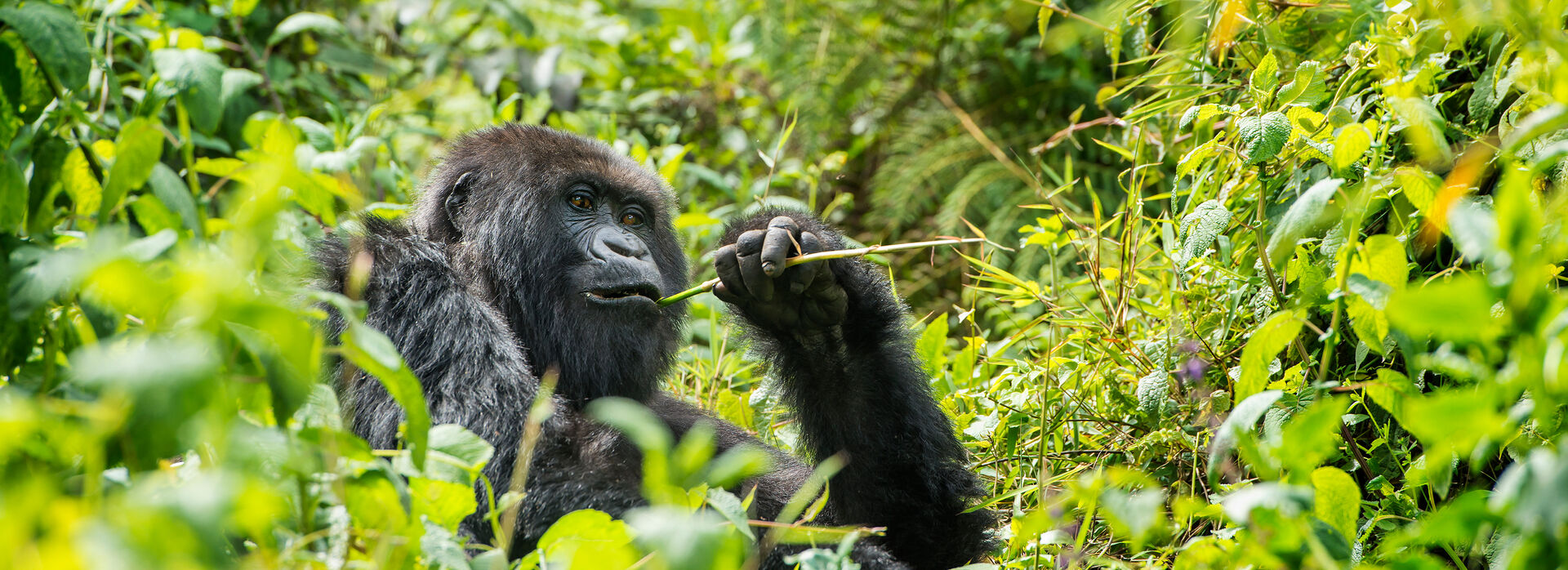 Mountain Gorilla in Rwanda Junge