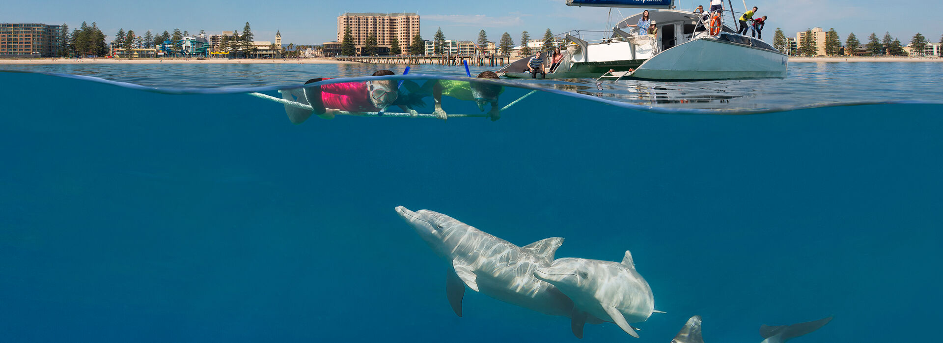 Two kids swimming with dolphins as parents watch on from catamaran