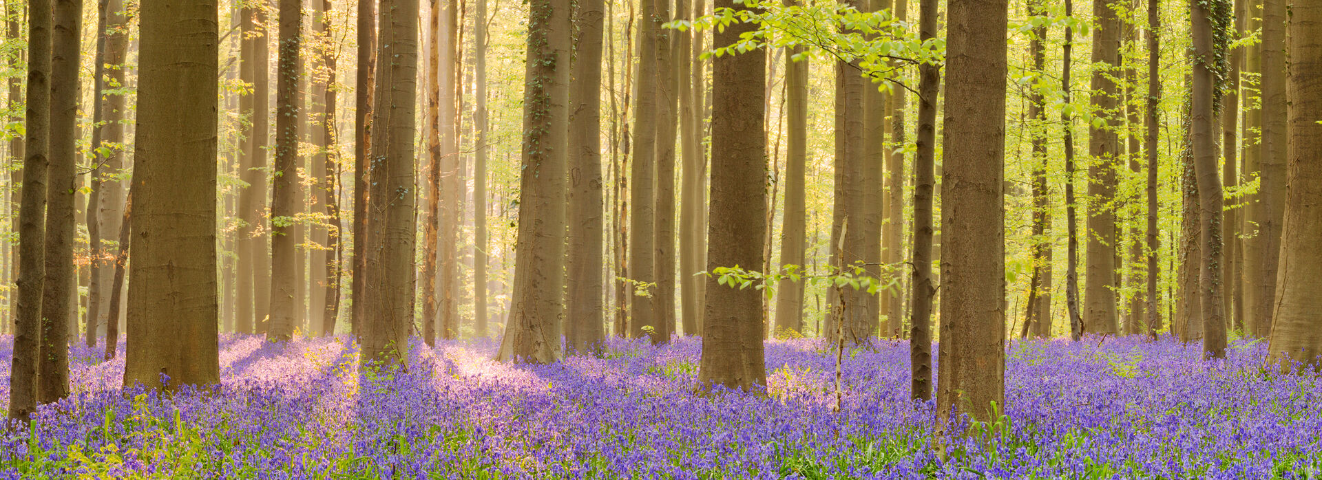 Bluebell Forest Belgium