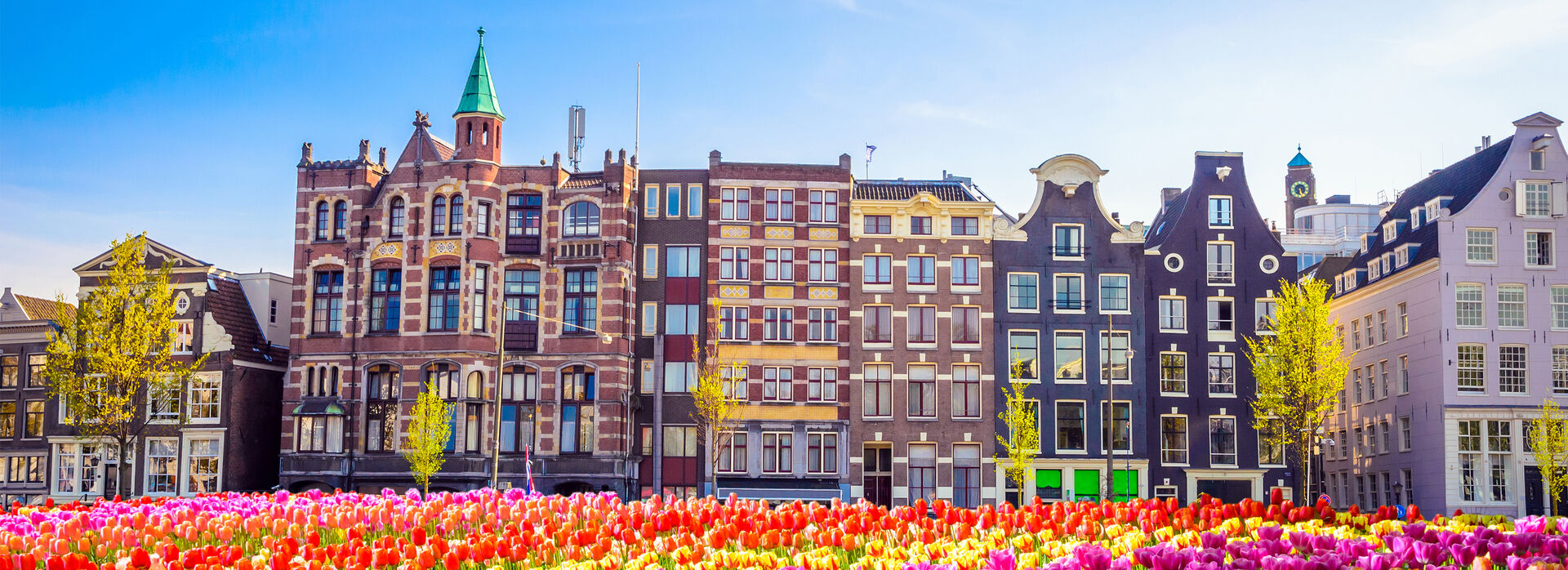 Amsterdam buildings with tulips in foreground
