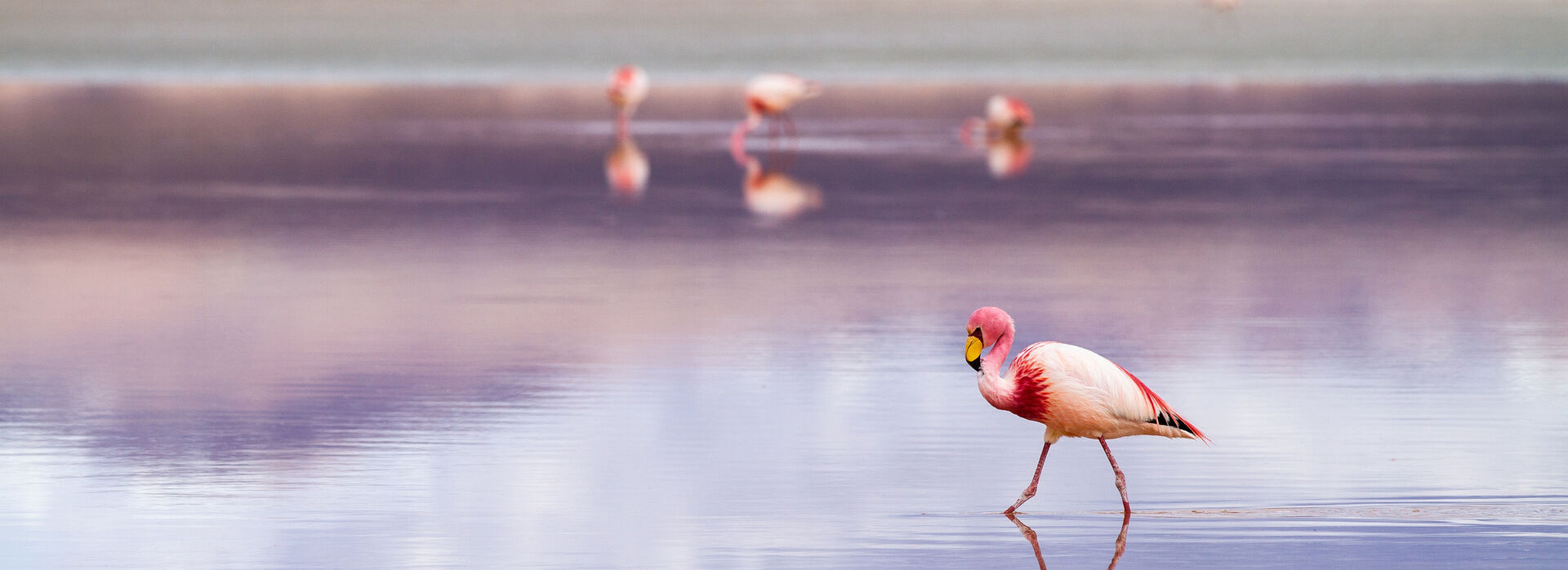 Flamingo in salt flats