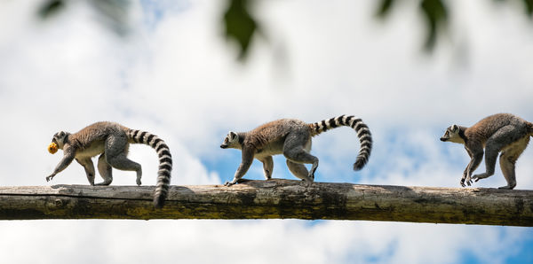 Lemurs