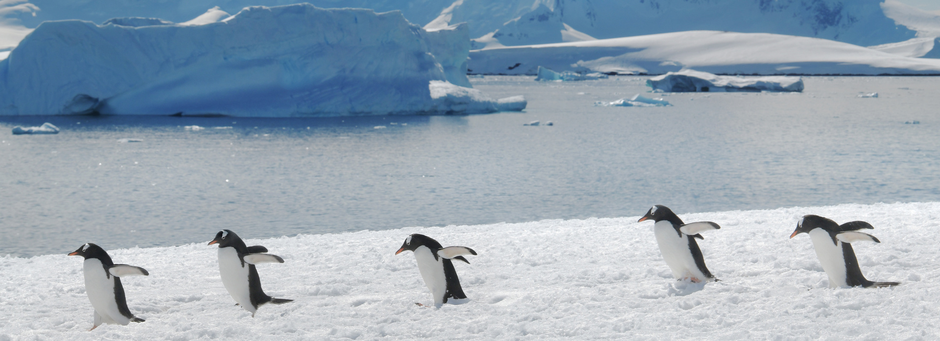 Suite Life in Antarctica banner
